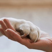 The Intersection of Elder Law and Animal Law_ Ensuring Pet Care in Estate Planning The Intersection of Elder Law and Animal Law_ Ensuring Pet Care in Estate Planning